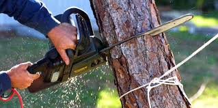 Best Tree Trimming and Pruning  in Clendon, AR