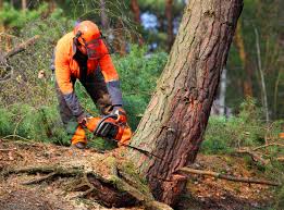  Clendon, AR Tree Services Pros