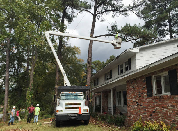 Best Tree Removal  in Clendon, AR