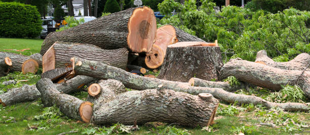 Best Tree Risk Assessment  in Clendon, AR