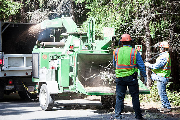 Best Firewood Processing and Delivery  in Clendon, AR