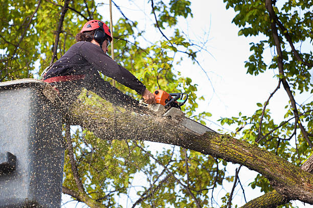 Best Tree Mulching  in Clendon, AR