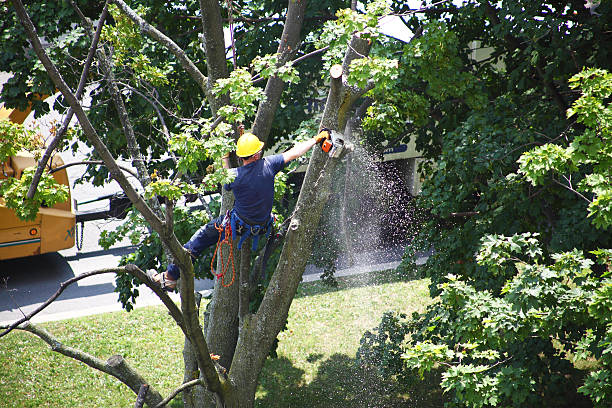 Best Seasonal Cleanup (Spring/Fall)  in Clendon, AR