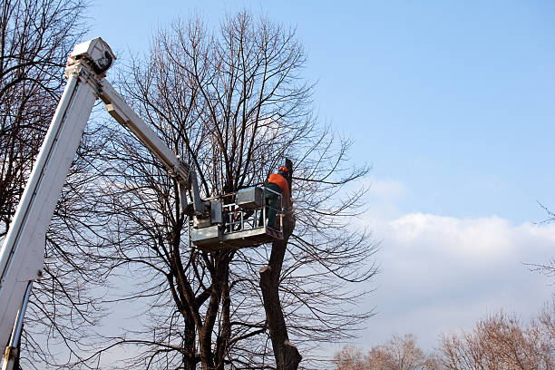 How Our Tree Care Process Works  in  Clarendon, AR