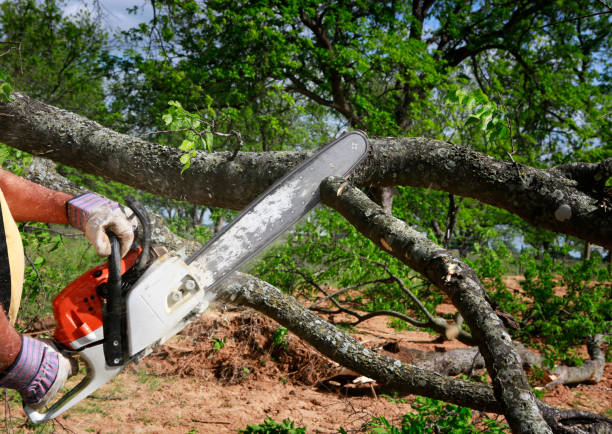 Leaf Removal in Clarendon, AR